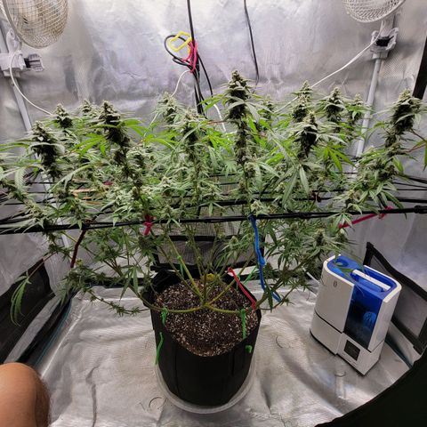 Apple Cup growlog timeline photo