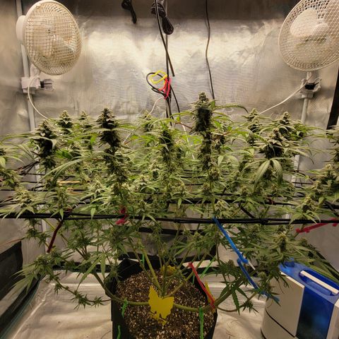 Apple Cup growlog photo: Almost ready!