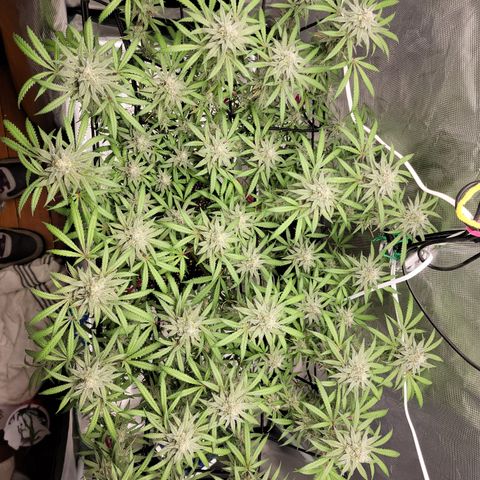 Apple Cup growlog photo: Almost ready!