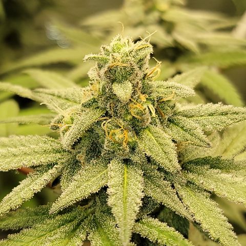 Apple Cup growlog photo: Almost ready!
