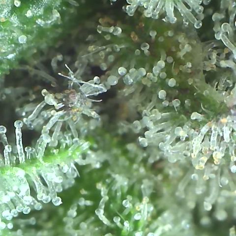 Apple Cup growlog timeline photo