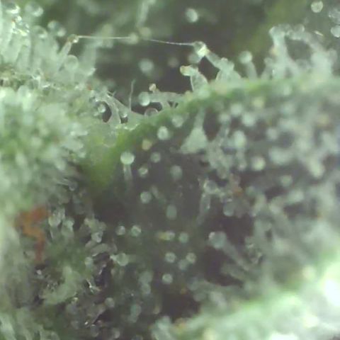 Apple Cup growlog timeline photo