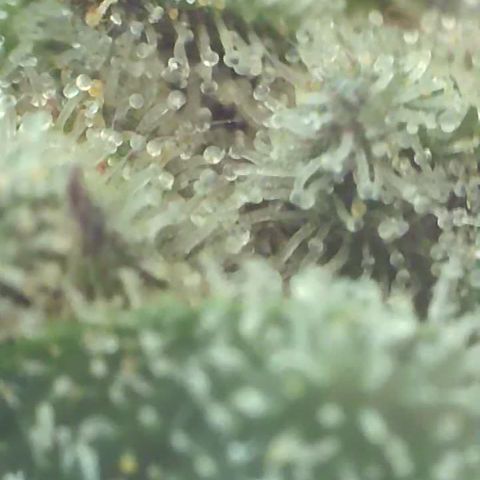 Apple Cup growlog timeline photo