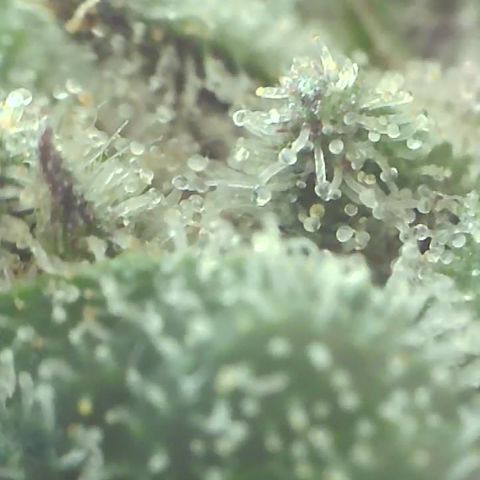 Apple Cup growlog timeline photo