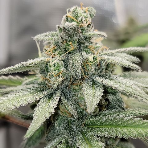 Apple Cup growlog timeline photo