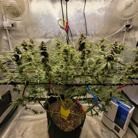 Apple Cup growlog timeline photo