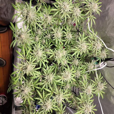 Apple Cup growlog timeline photo
