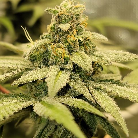 Apple Cup growlog timeline photo