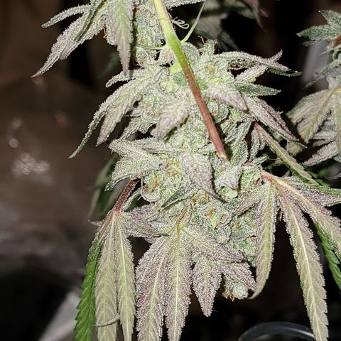 Apple Cup growlog photo: Day 2 Dry