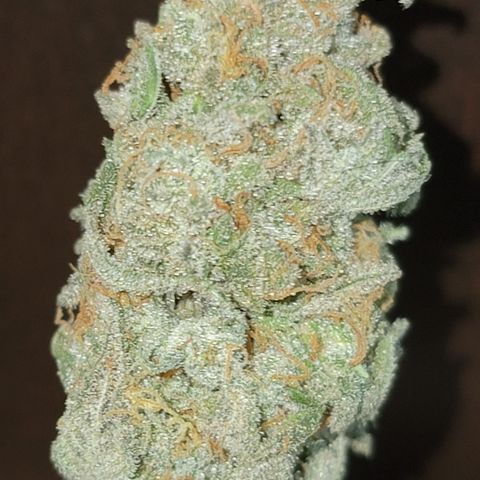 Apple Cup growlog timeline photo