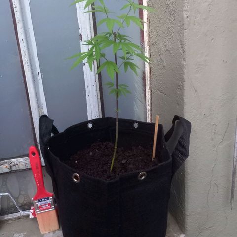 Dog Bite growlog timeline photo