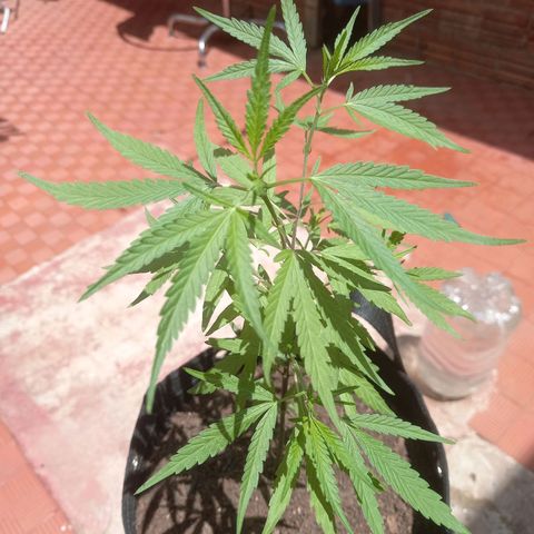 Dog Bite growlog timeline photo