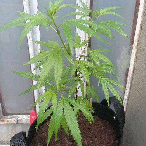 Dog Bite growlog timeline photo