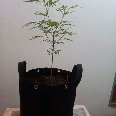 Dog Bite growlog timeline photo