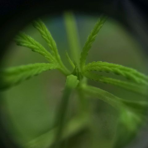 Dog Bite growlog timeline photo