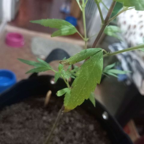 Dog Bite growlog timeline photo