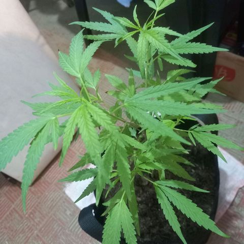 Dog Bite growlog timeline photo