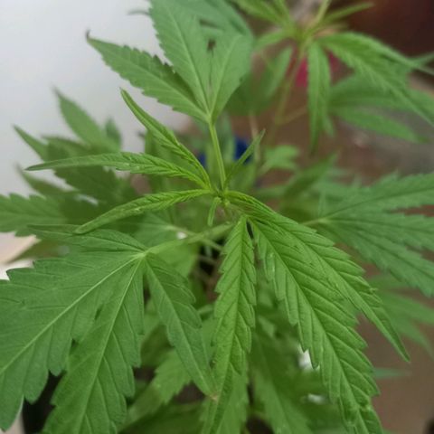Dog Bite growlog timeline photo