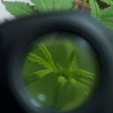 Dog Bite growlog timeline photo