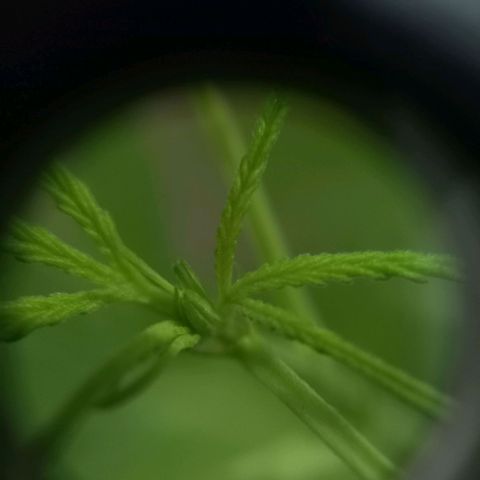 Dog Bite growlog timeline photo