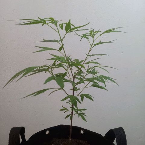 Dog Bite growlog timeline photo