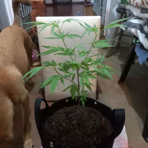 Dog Bite growlog timeline photo