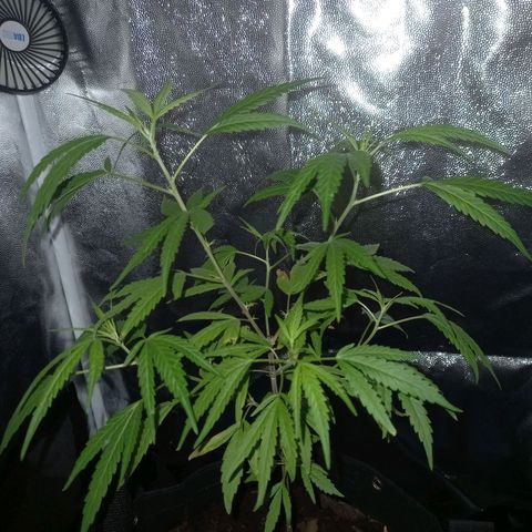 Dog Bite growlog timeline photo