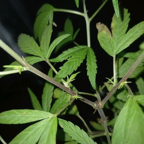 Dog Bite growlog timeline photo