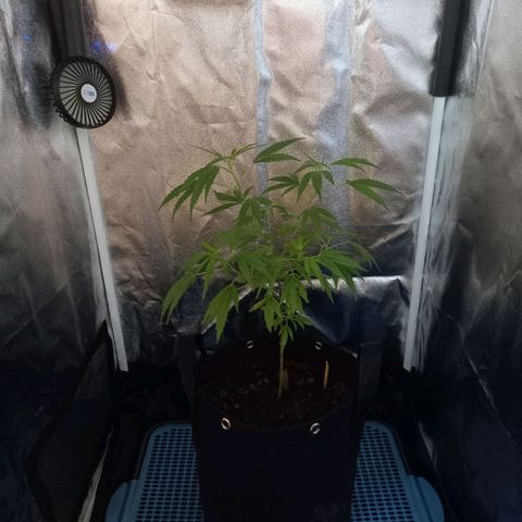 Dog Bite growlog timeline photo