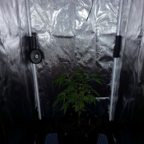 Dog Bite growlog timeline photo