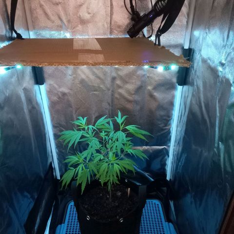 Dog Bite growlog timeline photo