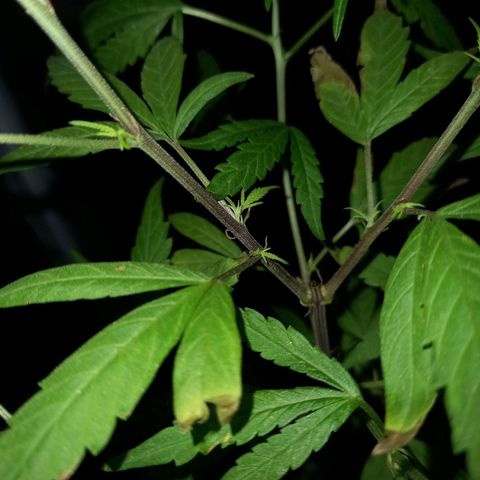 Dog Bite growlog timeline photo