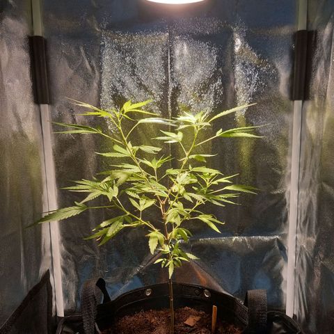 Dog Bite growlog timeline photo