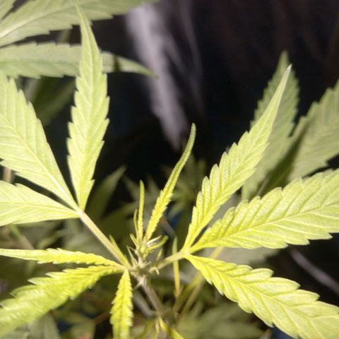 Dog Bite growlog timeline photo