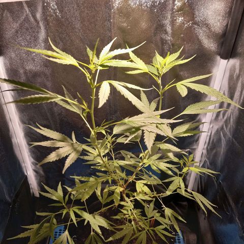 Dog Bite growlog timeline photo