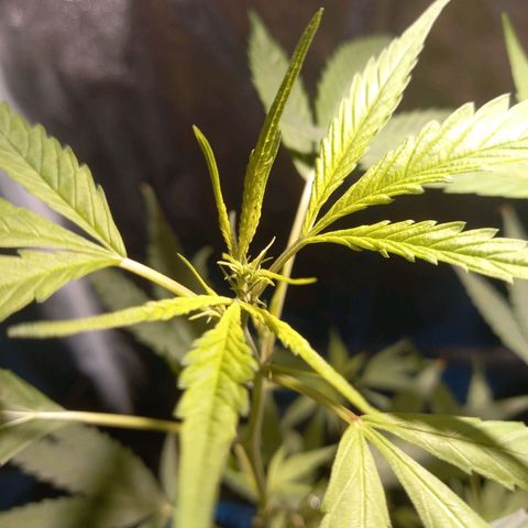 Dog Bite growlog timeline photo