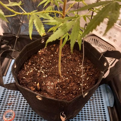 Dog Bite growlog timeline photo