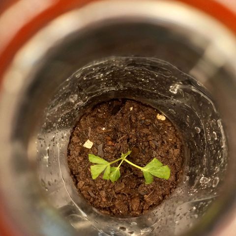Dog Bite growlog timeline photo