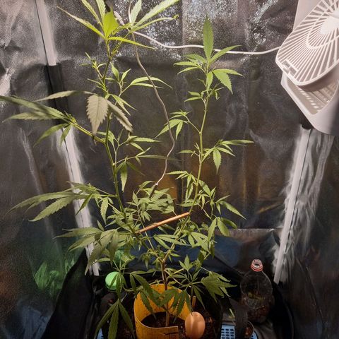 Dog Bite growlog timeline photo