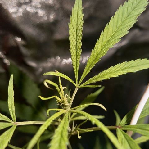 Dog Bite growlog timeline photo
