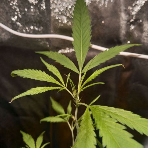 Dog Bite growlog timeline photo