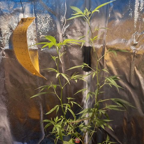 Dog Bite growlog timeline photo