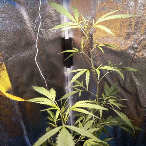 Dog Bite growlog timeline photo