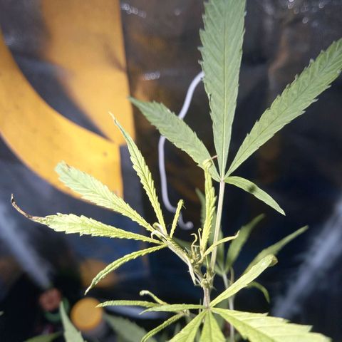 Dog Bite growlog timeline photo