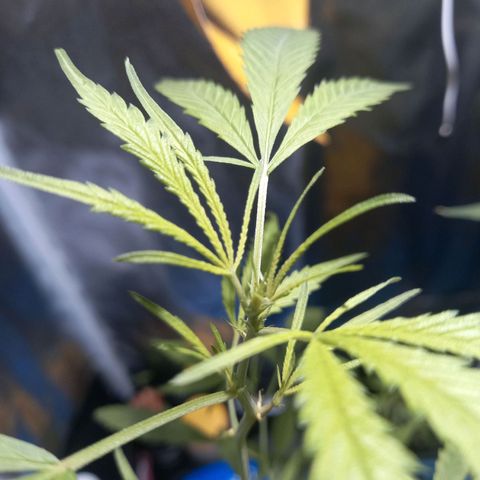 Dog Bite growlog timeline photo