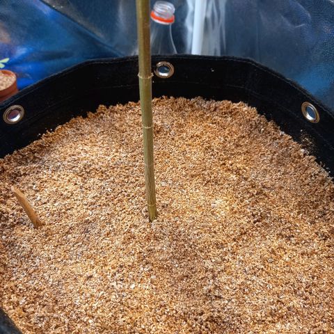 Dog Bite growlog timeline photo