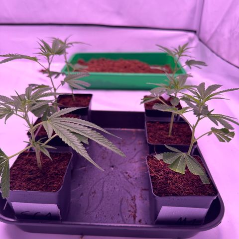 Sugar Cane #2 growlog photo: 21 cm