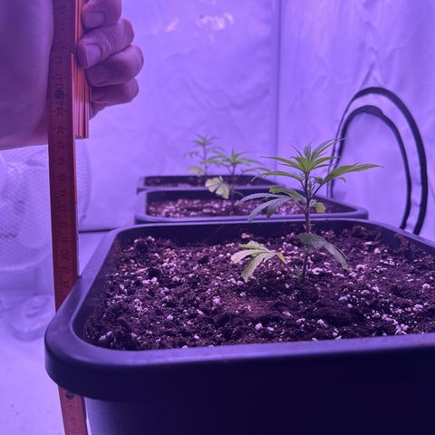 Sugar Cane #2 growlog timeline photo