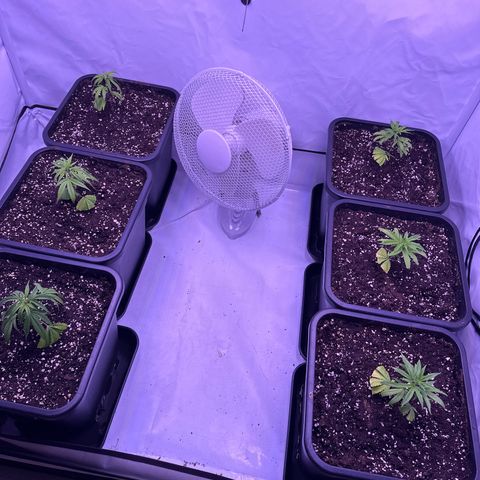 Sugar Cane #2 growlog timeline photo