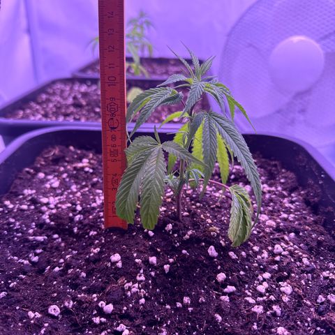 Sugar Cane #2 growlog timeline photo